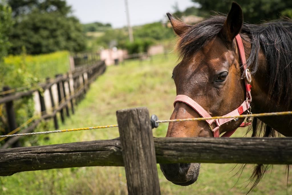 Agriturismo L.B.Stud Bracciano  Eksteriør billede